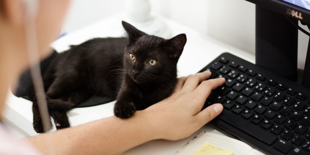 black cat lays on a computer keyboard